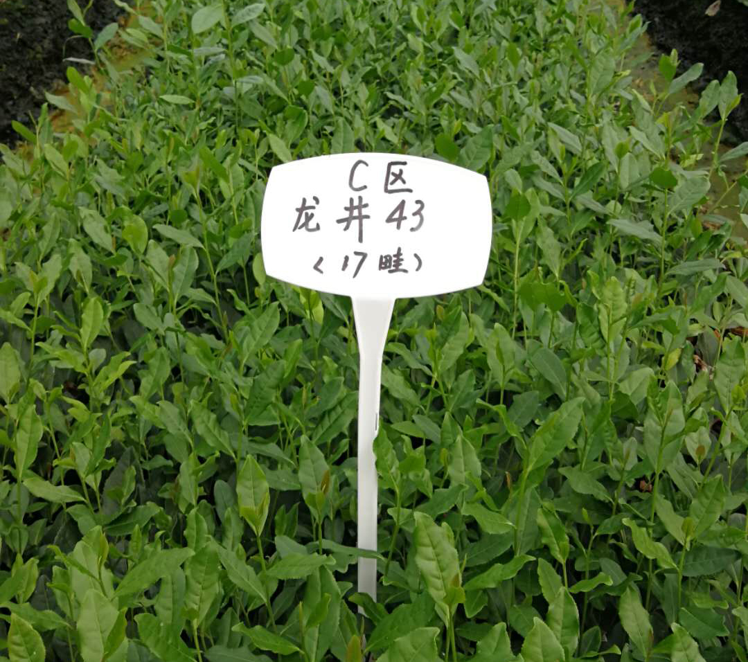 雨量對(duì)茶葉的影響？